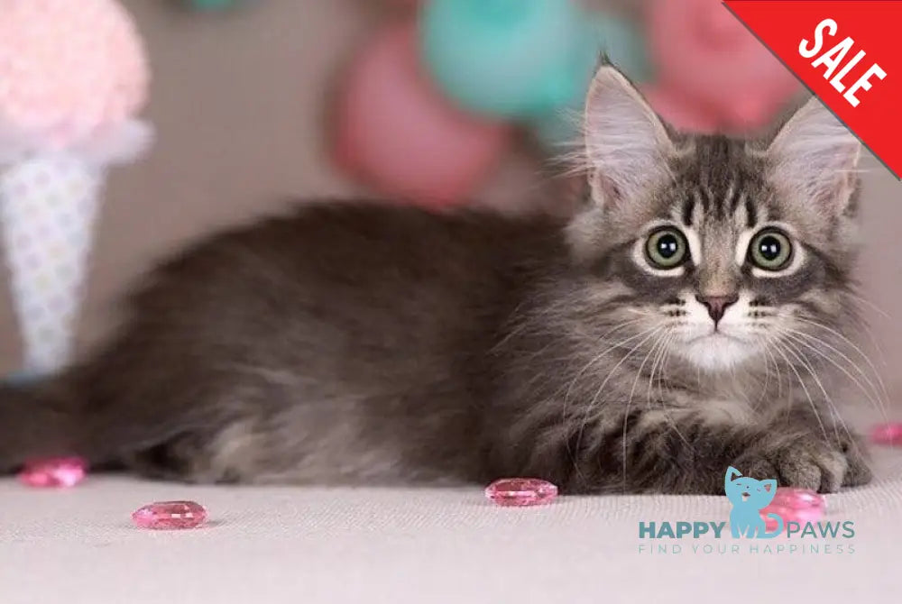 Fellix Siberian male blue with white spotted tabby - live animals