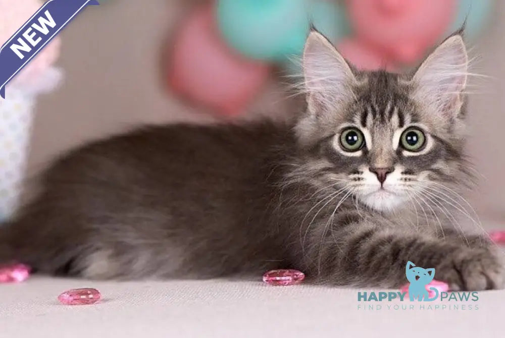 Fellix Siberian male blue with white spotted tabby - live animals
