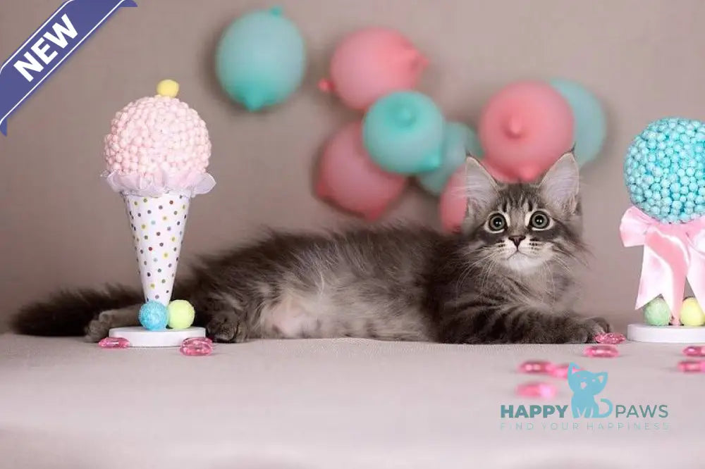 Fellix Siberian male blue with white spotted tabby - live animals