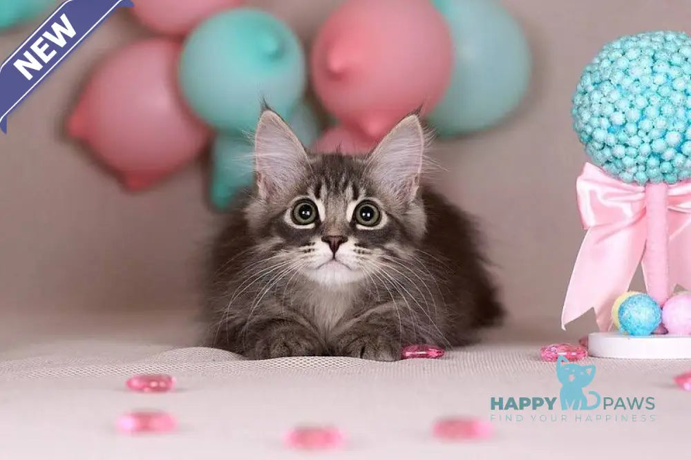 Fellix Siberian male blue with white spotted tabby - live animals