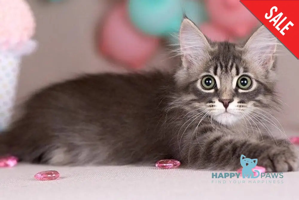 Fellix Siberian male blue with white spotted tabby - live animals