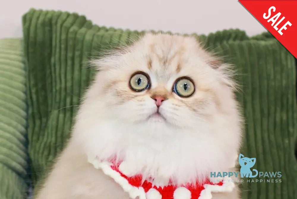 Femida Scottish Fold female chocolate golden ticked tabby pointed live animals