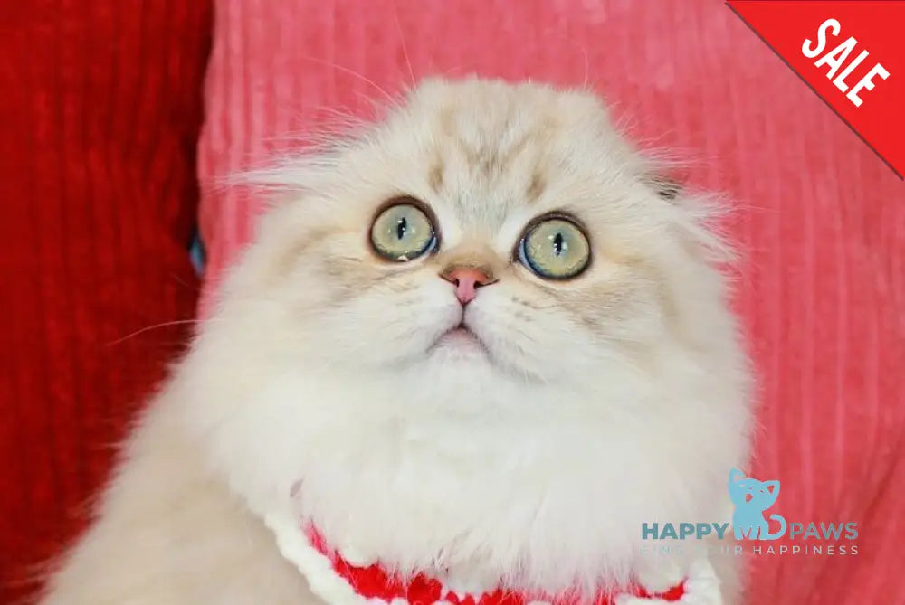 Femida Scottish Fold female chocolate golden ticked tabby pointed live animals