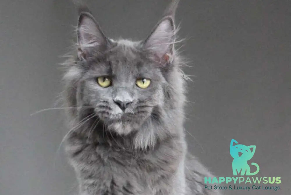 Femme Fatale Maine Coon polydactyl female blue - live animals