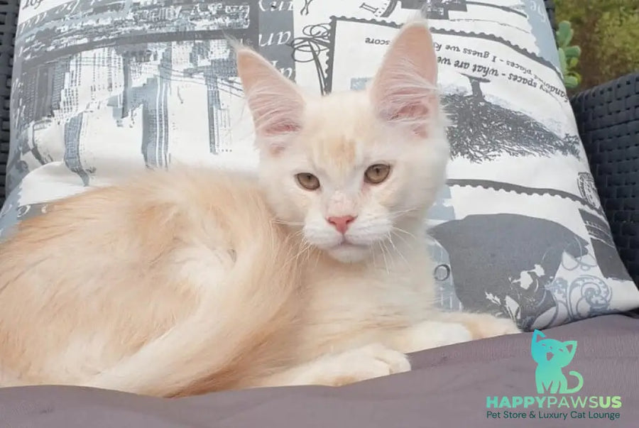 Fender Maine Coon male cream silver ticked tabby - live animals