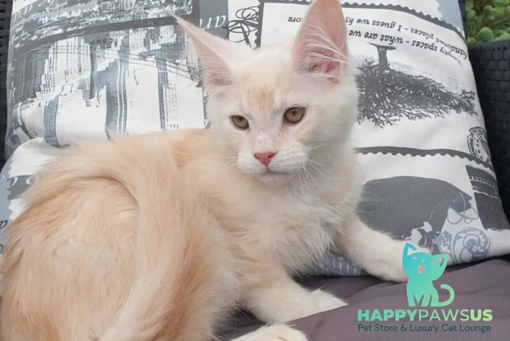 Fender Maine Coon male cream silver ticked tabby - live animals