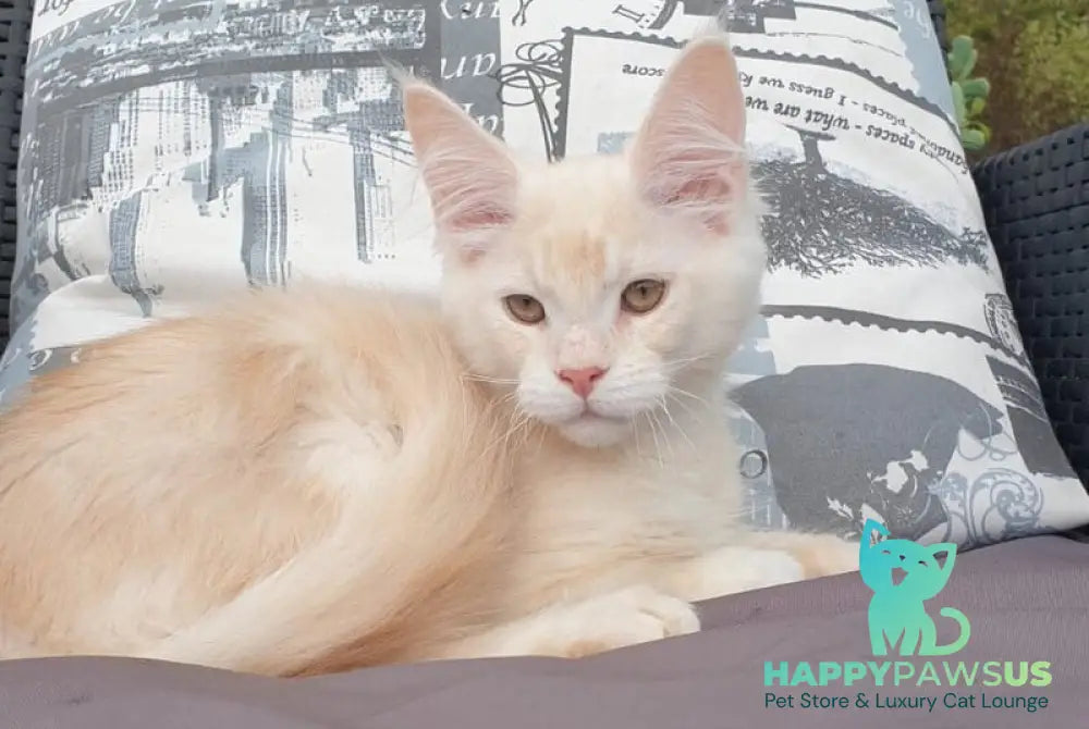 Fender Maine Coon male cream silver ticked tabby - live animals
