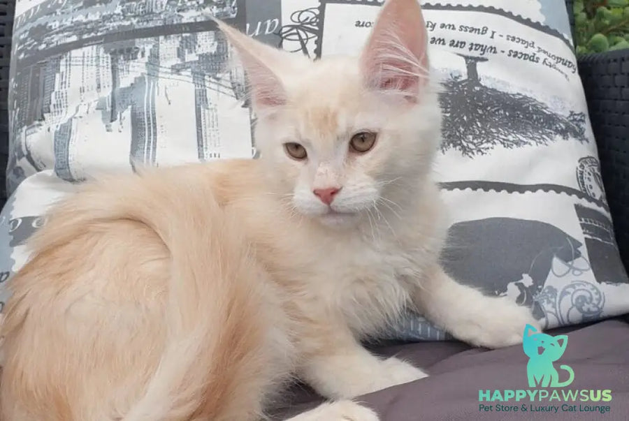 Fender Maine Coon male cream silver ticked tabby - live animals