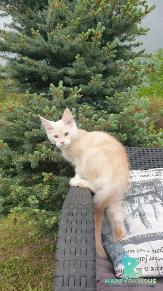 Fender Maine Coon male cream silver ticked tabby - live animals
