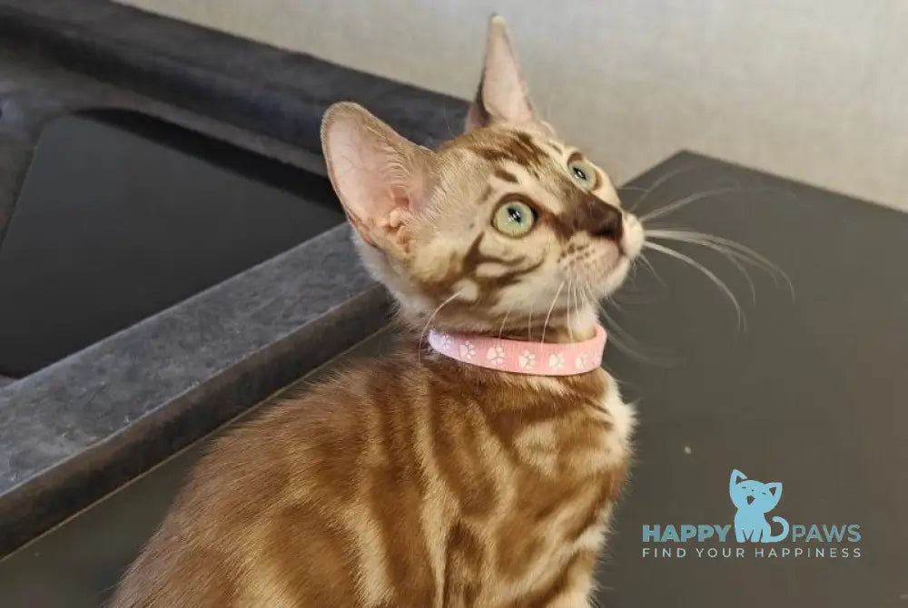 Fendi Bengal female black amber spotted tabby pointed live animals