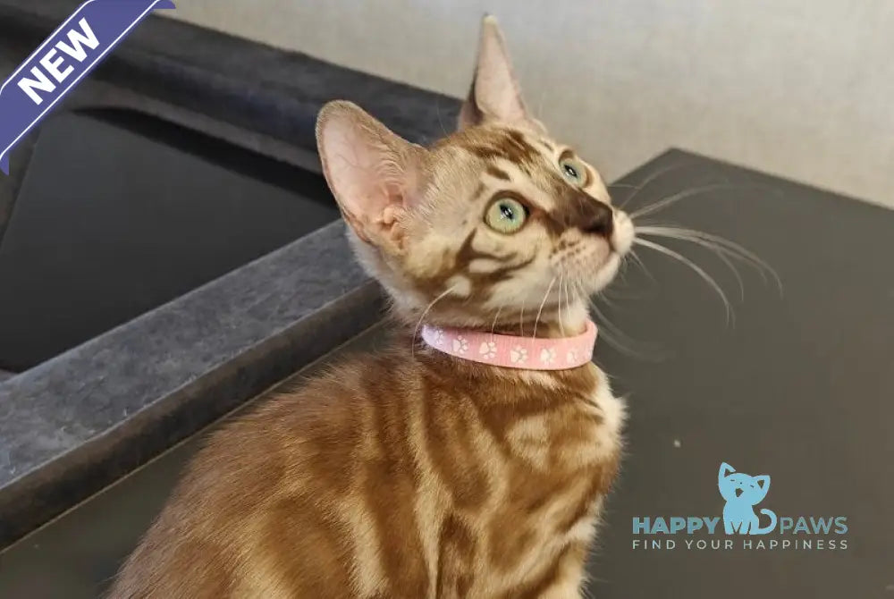 Fendi Bengal female black amber spotted tabby pointed live animals