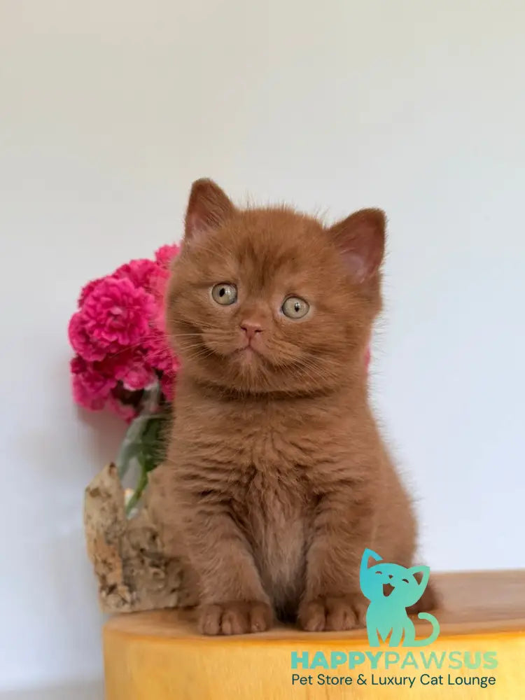 Fendi British Shorthair male cinnamon - live animals