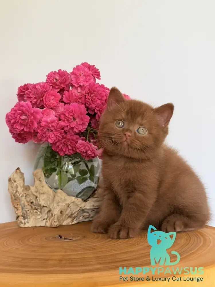 Fendi British Shorthair male cinnamon - live animals