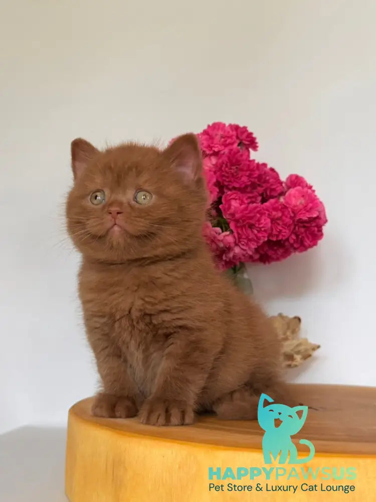 Fendi British Shorthair male cinnamon - live animals