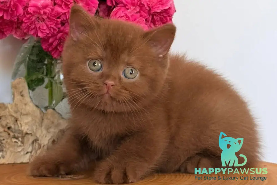Fendi British Shorthair male cinnamon - live animals