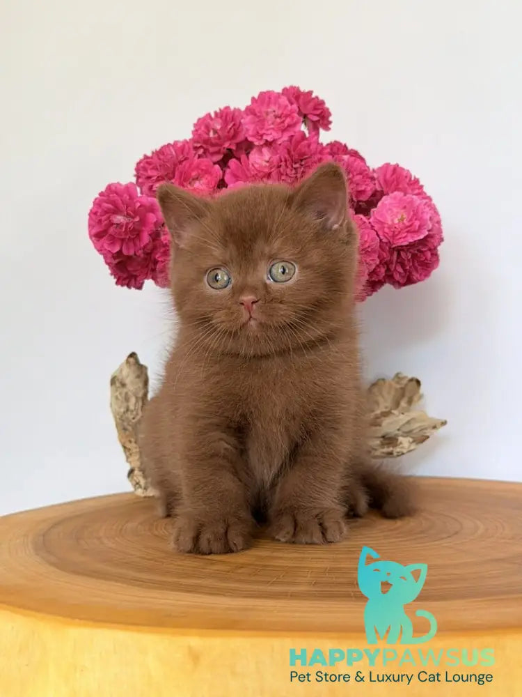 Fendi British Shorthair male cinnamon - live animals