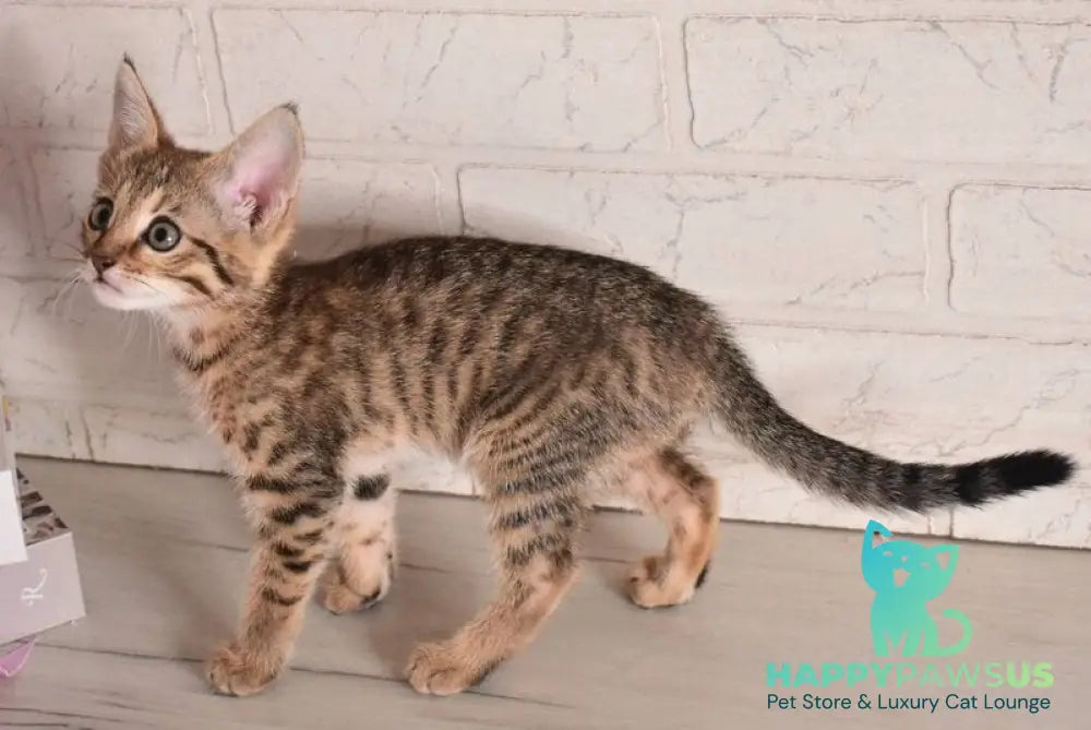 Fenek Savannah female black spotted tabby - live animals