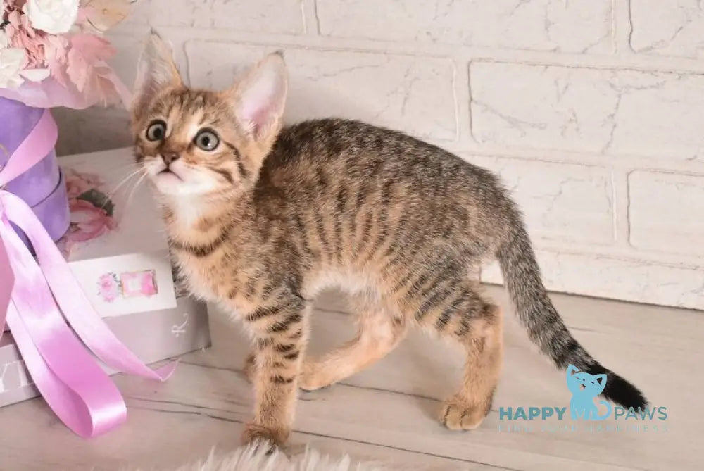 Fenek Savannah female black spotted tabby - live animals