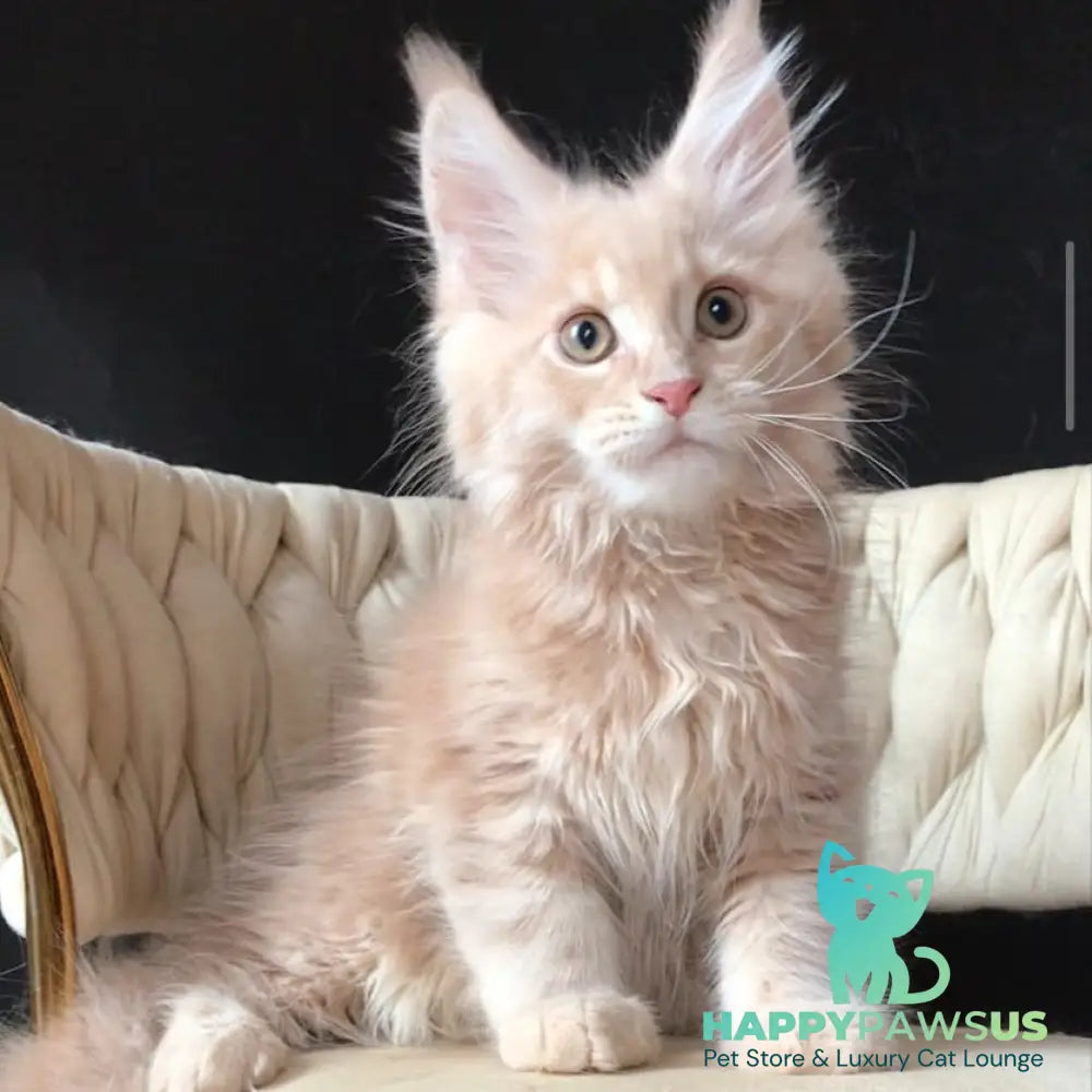 Feniks Maine Coon male cream tabby - live animals