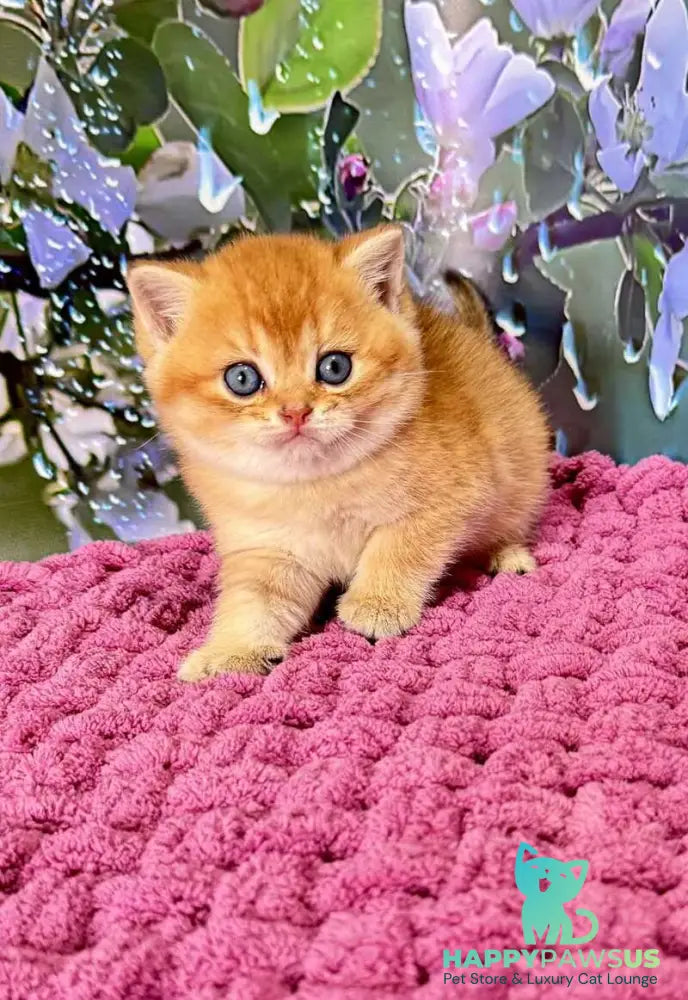Feniks Scottish Straight male black golden shaded - live animals