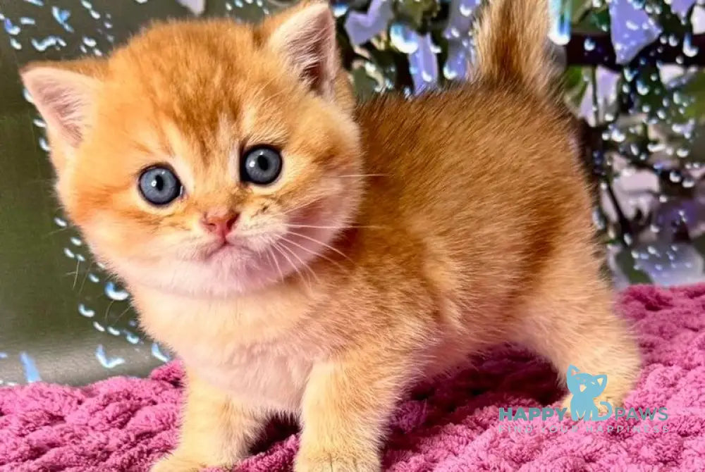Feniks Scottish Straight male black golden shaded - live animals