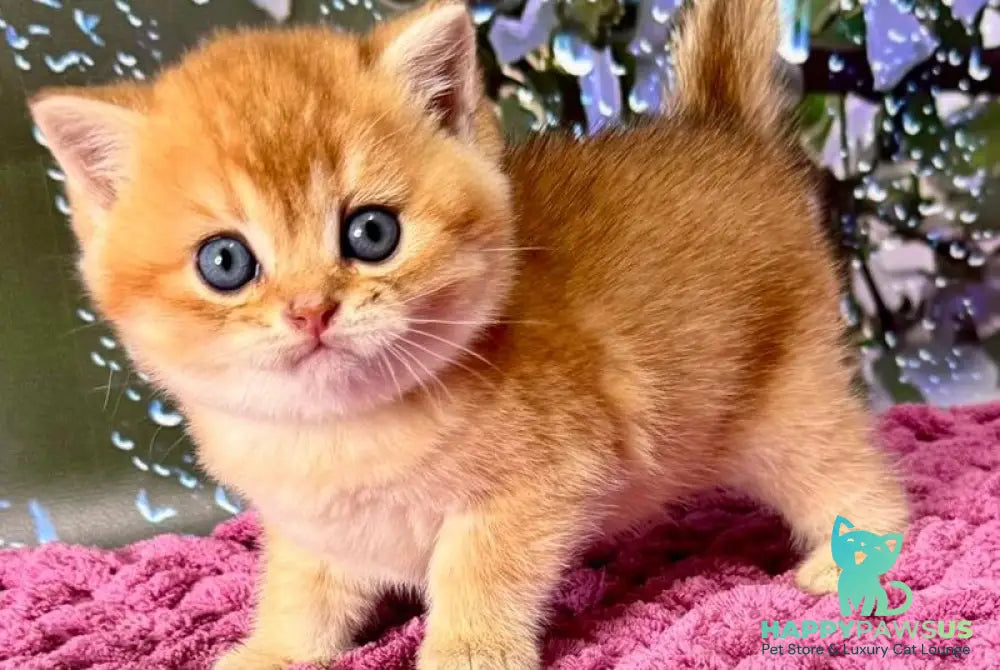 Feniks Scottish Straight male black golden shaded - live animals