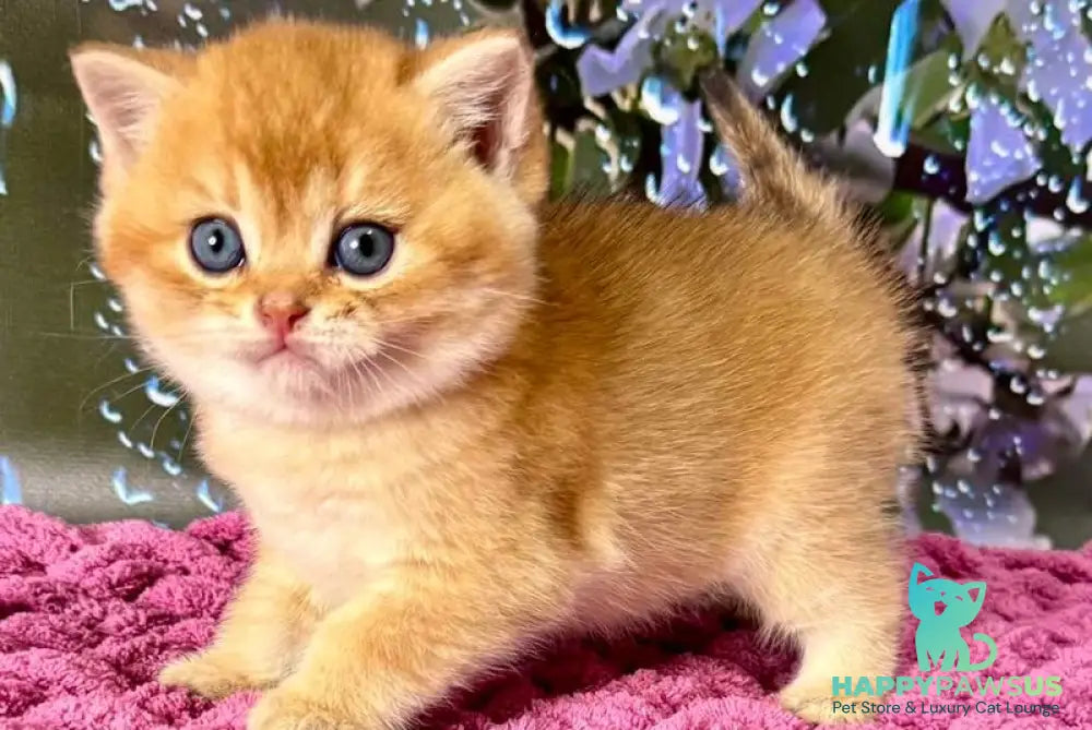 Feniks Scottish Straight male black golden shaded - live animals