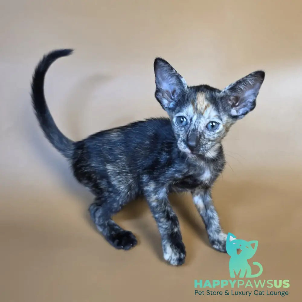 Fenja Oriental Shorthair female black tortie - live animals