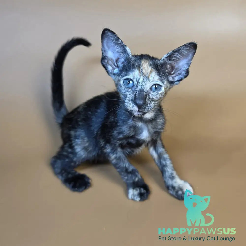 Fenja Oriental Shorthair female black tortie - live animals