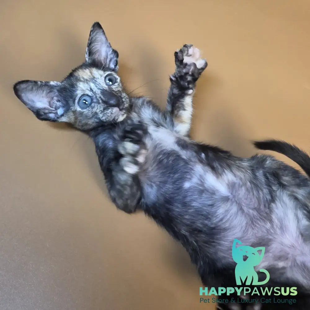 Fenja Oriental Shorthair female black tortie - live animals