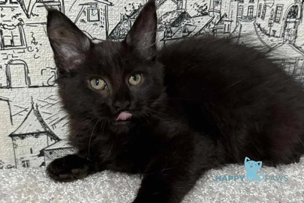 Fenomen Maine Coon male black live animals