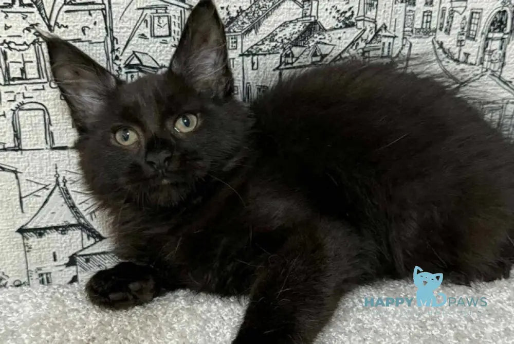 Fenomen Maine Coon male black live animals