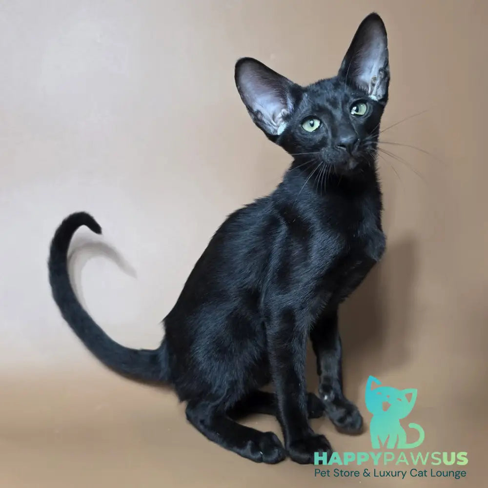 Fenrir Oriental Shorthair male black - live animals