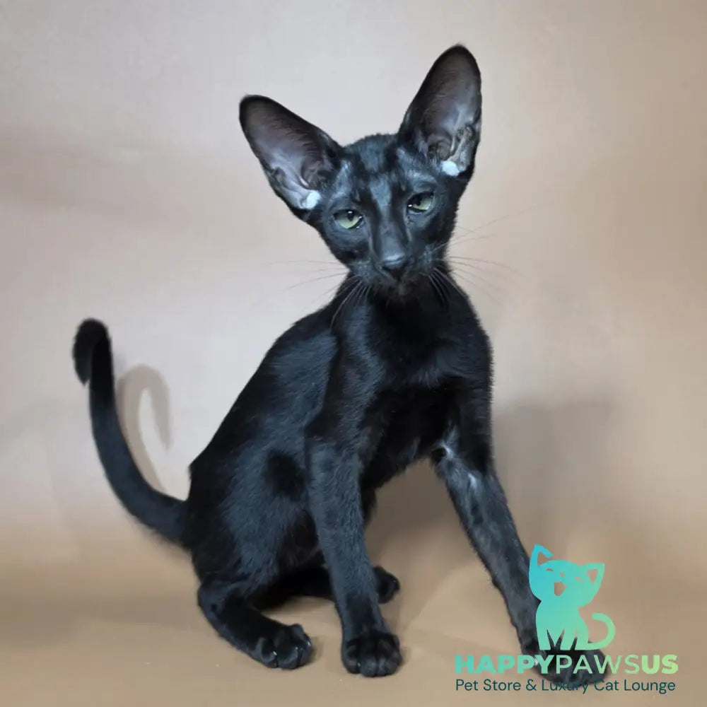 Fenrir Oriental Shorthair male black - live animals