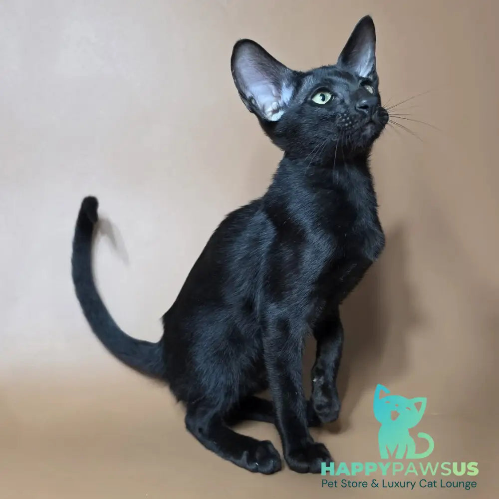 Fenrir Oriental Shorthair male black - live animals