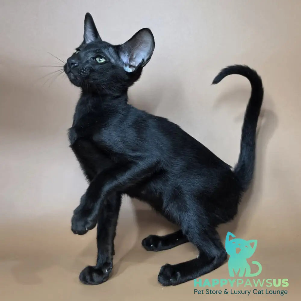 Fenrir Oriental Shorthair male black - live animals