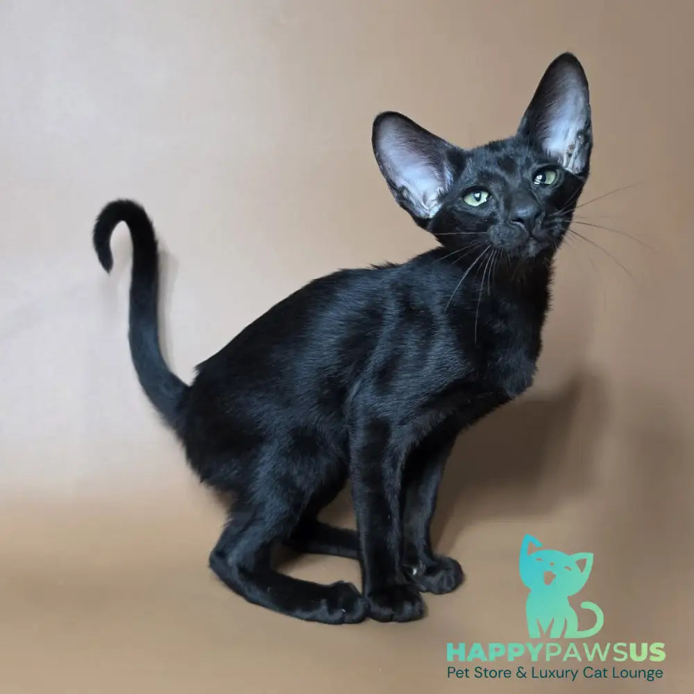 Fenrir Oriental Shorthair male black - live animals