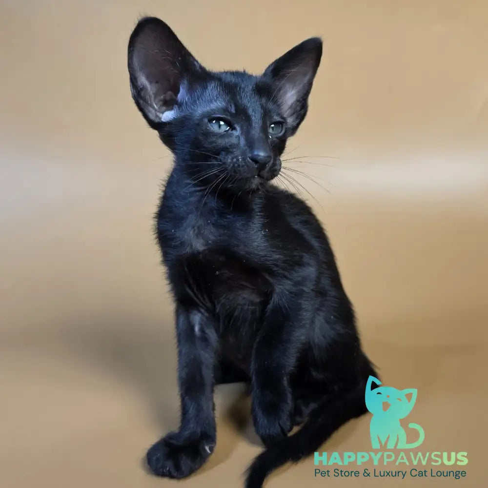 Fenrir Oriental Shorthair male black - live animals