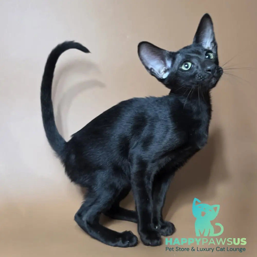 Fenrir Oriental Shorthair male black - live animals