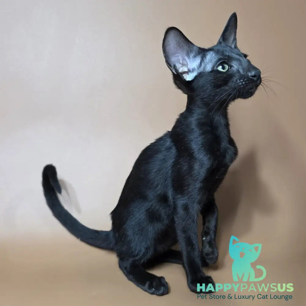 Fenrir Oriental Shorthair male black - live animals