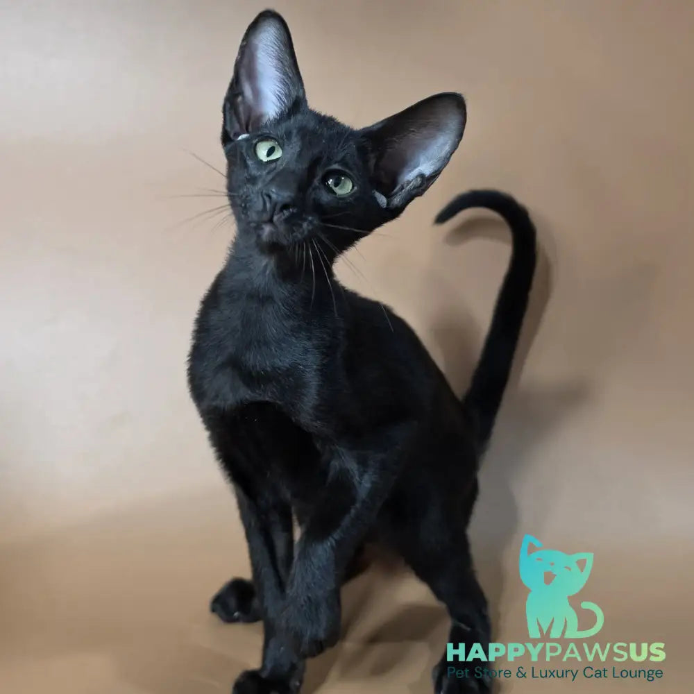Fenrir Oriental Shorthair male black - live animals