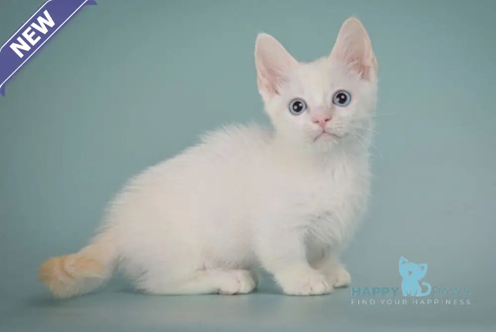 Fenty Munchkin male red pointed live animals