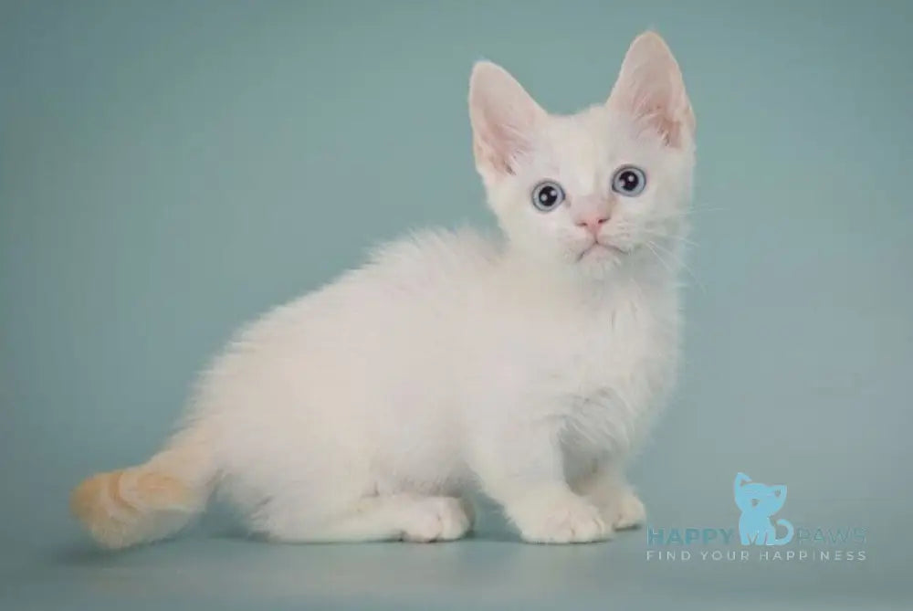 Fenty Munchkin male red pointed live animals