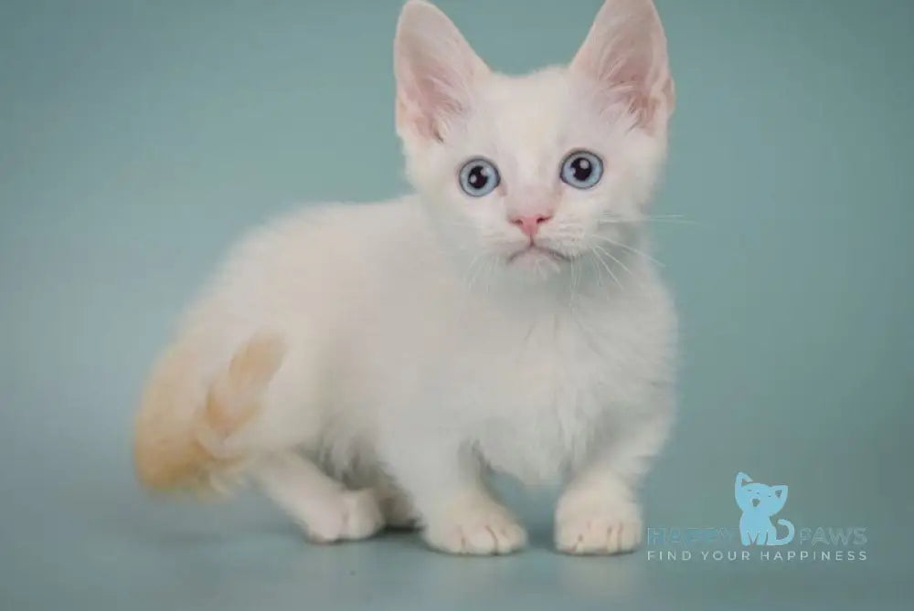 Fenty Munchkin male red pointed live animals