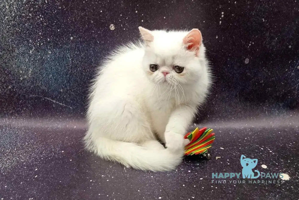 Feodora Exotic female white live animals