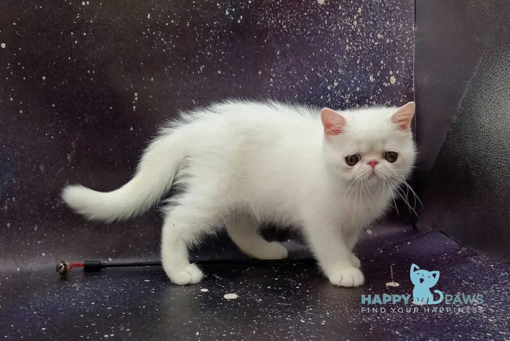 Feodora Exotic female white live animals