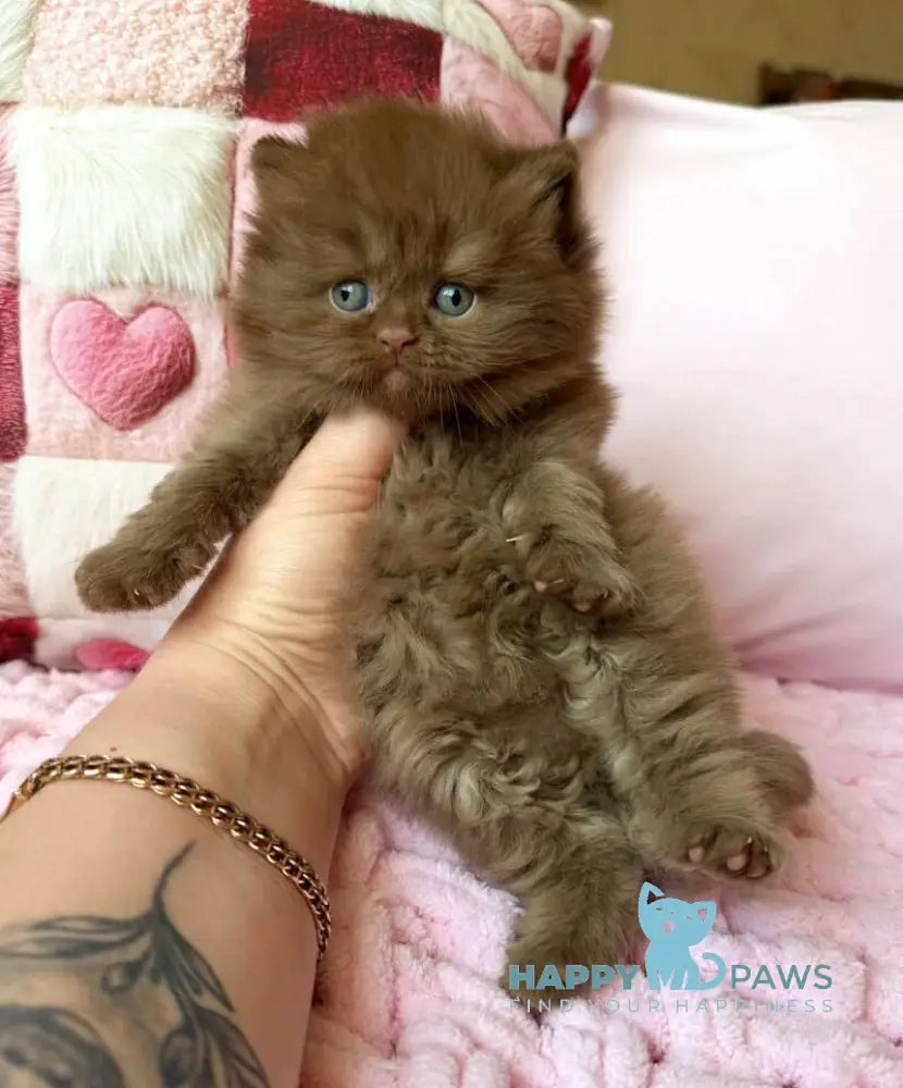 Feofaniya British Longhair female cinnamon - live animals