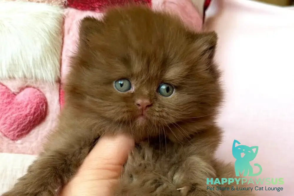 Feofaniya British Longhair female cinnamon - live animals