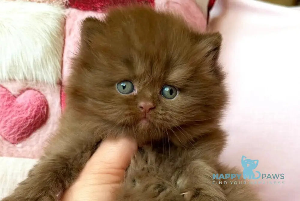 Feofaniya British Longhair female cinnamon - live animals