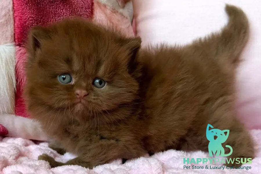 Feofaniya British Longhair female cinnamon - live animals